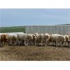 Image 6 : Soderglen Ranches Ltd. - 1110# Bulls - 32 Head (Airdrie, AB)