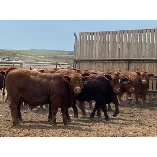 Soderglen Ranches Ltd. - 1125# Bulls - 73 Head (Airdrie, AB)