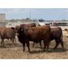 Image 3 : Soderglen Ranches Ltd. - 1125# Bulls - 73 Head (Airdrie, AB)