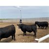 Image 5 : Soderglen Ranches Ltd. - 1125# Bulls - 73 Head (Airdrie, AB)