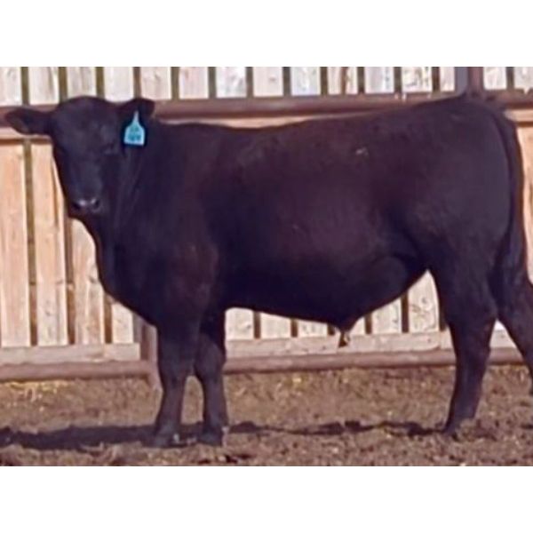 Silas Chapman - 650# Steers - 70 Head (Stettler, AB)