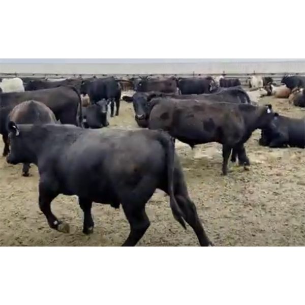 Pieter Wessels - 860# Steers - 75 Head (Fort Macleod, AB)