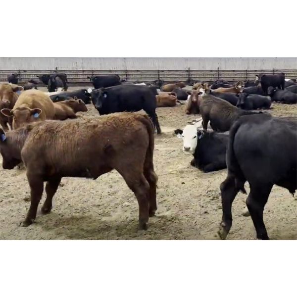 Pieter Wessels - 860# Steers - 75 Head (Fort Macleod, AB)
