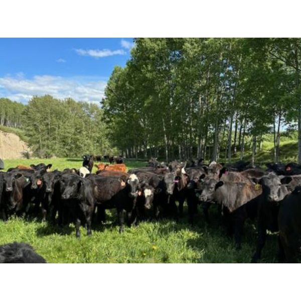 Pine River Cattle Co. - 910# September Grass Heifers - 213 Head (Chetwynd, BC)