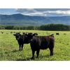 Image 2 : Pine River Cattle Co. - 910# September Grass Heifers - 213 Head (Chetwynd, BC)