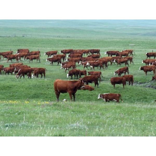 McIntyre Ranch - 790# Heifers - 210 Head (Magrath, AB)