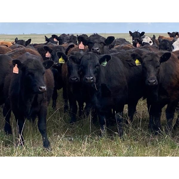 Foxwood Farms - 700# Heifers - 145 Head (Hanna, AB)