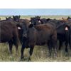 Image 3 : Foxwood Farms - 700# Heifers - 145 Head (Hanna, AB)