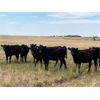 Image 7 : Foxwood Farms - 700# Heifers - 145 Head (Hanna, AB)