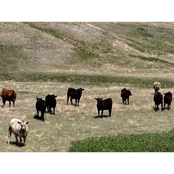 Lazy T Ranch - 1050# September Grass Steers - 85 Head (Little Fish Lake, AB)
