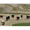 Image 1 : Lazy T Ranch - 1050# September Grass Steers - 85 Head (Little Fish Lake, AB)