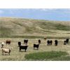 Image 2 : Lazy T Ranch - 1050# September Grass Steers - 85 Head (Little Fish Lake, AB)
