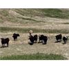 Image 5 : Lazy T Ranch - 1050# September Grass Steers - 85 Head (Little Fish Lake, AB)
