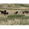 Image 6 : Lazy T Ranch - 1050# September Grass Steers - 85 Head (Little Fish Lake, AB)