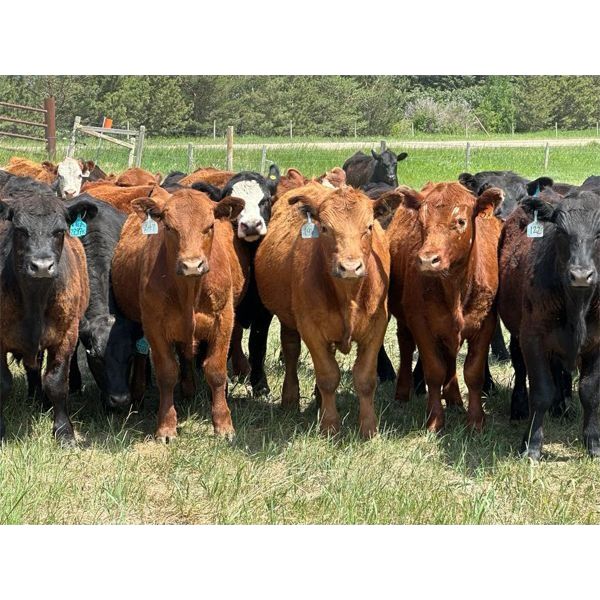 Valley View Ranch - 850# Steers - 146 Head (Strathmore, AB)