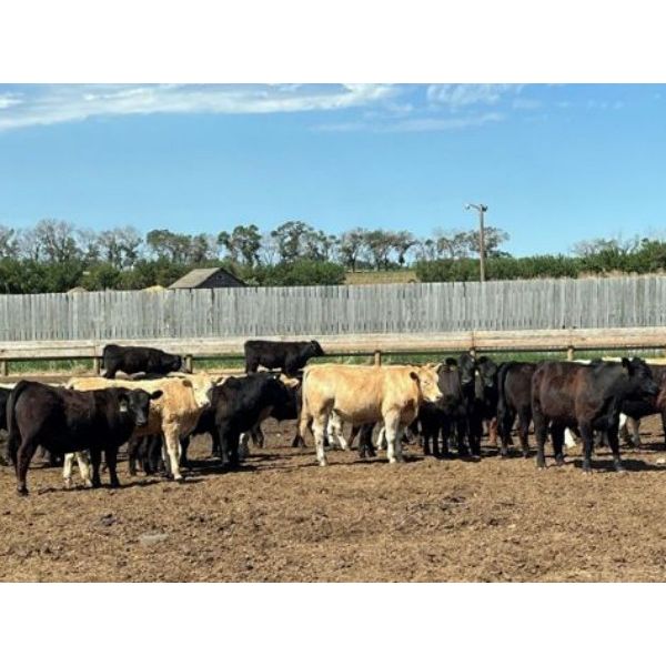 Four Harts Cattle Co. - 800# Steers - 100 Head (Vermilion, AB)