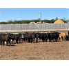 Image 2 : Four Harts Cattle Co. - 800# Steers - 100 Head (Vermilion, AB)