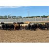 Image 3 : Four Harts Cattle Co. - 800# Steers - 100 Head (Vermilion, AB)