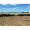 Image 6 : Four Harts Cattle Co. - 800# Steers - 100 Head (Vermilion, AB)