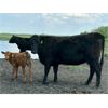 Image 10 : R.B. Turner - 42 Limo X Angus 1st Calf Pairs (Lockwood, SK)