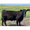 Image 13 : R.B. Turner - 42 Limo X Angus 1st Calf Pairs (Lockwood, SK)