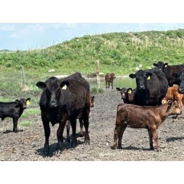 R.B. Turner - 42 Limo X Angus 1st Calf Pairs (Lockwood, SK)