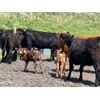 Image 2 : R.B. Turner - 42 Limo X Angus 1st Calf Pairs (Lockwood, SK)