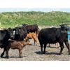 Image 7 : R.B. Turner - 42 Limo X Angus 1st Calf Pairs (Lockwood, SK)