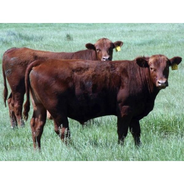 McIntyre Ranch - 975# Steers - 114 Head (Magrath, AB)