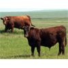 Image 2 : McIntyre Ranch - 975# Steers - 114 Head (Magrath, AB)