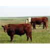 Image 4 : McIntyre Ranch - 975# Steers - 114 Head (Magrath, AB)