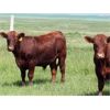 Image 6 : McIntyre Ranch - 975# Steers - 114 Head (Magrath, AB)