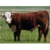Image 7 : McIntyre Ranch - 975# Steers - 114 Head (Magrath, AB)