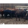 Image 2 : Raymond Farms - 540# Heifers - 115 Head (Fort Macleod, AB)