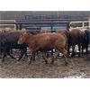 Image 3 : Raymond Farms - 540# Heifers - 115 Head (Fort Macleod, AB)