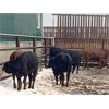 Image 4 : Raymond Farms - 540# Heifers - 115 Head (Fort Macleod, AB)