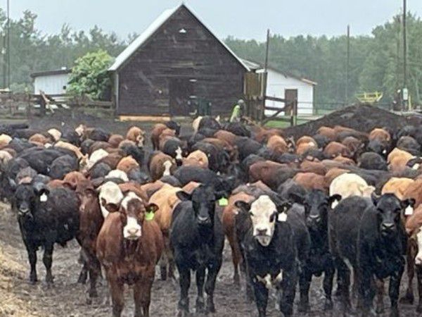 45 Ranch Range 45 Ranch Ltd. - 775# Steers - 650 Head (Dewberry, AB) - Team ...