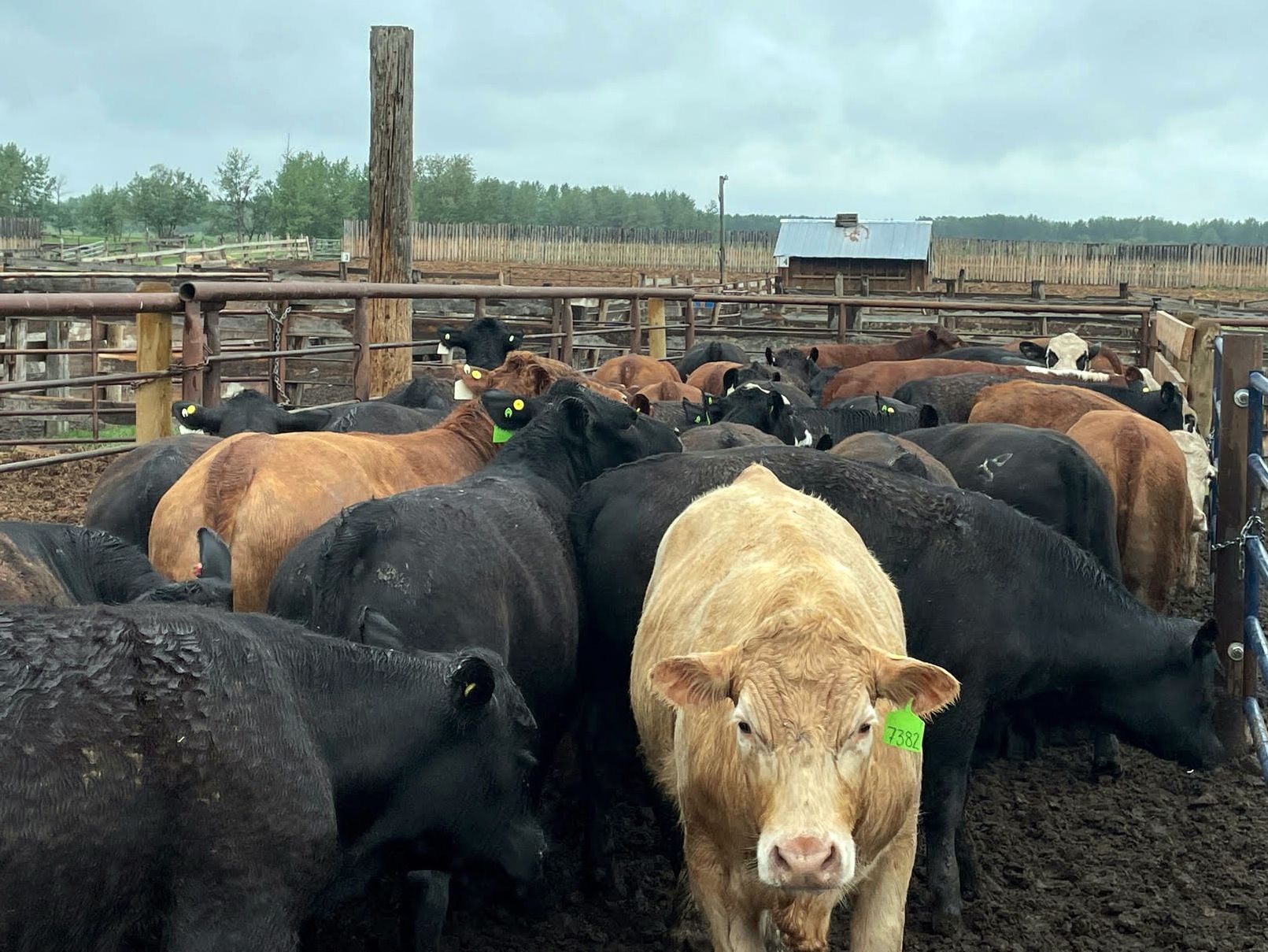 45 Ranch Range 45 Ranch Ltd. - 900# Steers - 70 Head (Dewberry, AB) - Team ...