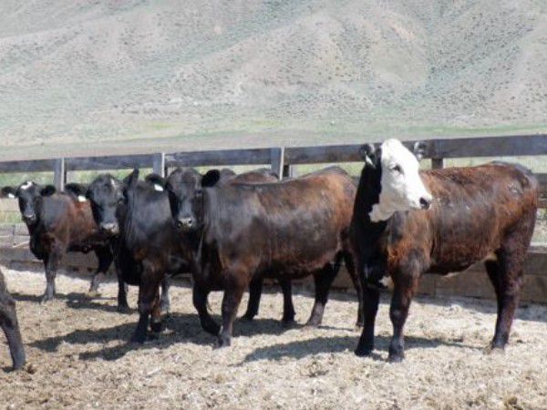Semlin Valley Ranch - 875# Heifers - 70 Head (Cache Creek, BC) - Team ...