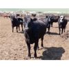 Image 2 : Semlin Valley Ranch - 875# Heifers - 70 Head (Cache Creek, BC)