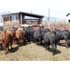 Image 3 : Semlin Valley Ranch - 875# Heifers - 70 Head (Cache Creek, BC)