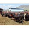 Image 4 : Semlin Valley Ranch - 875# Heifers - 70 Head (Cache Creek, BC)