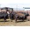 Image 5 : Semlin Valley Ranch - 875# Heifers - 70 Head (Cache Creek, BC)