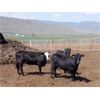 Image 6 : Semlin Valley Ranch - 875# Heifers - 70 Head (Cache Creek, BC)