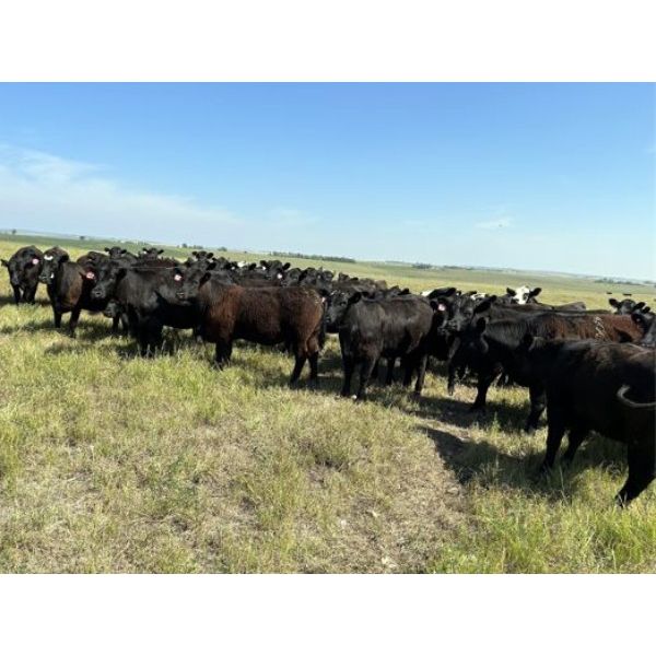 RJ Bart Stock Corp. - 800# Grass Heifers - 145 Head (High River, AB)