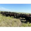 Image 1 : RJ Bart Stock Corp. - 800# Grass Heifers - 145 Head (High River, AB)
