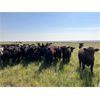 Image 2 : RJ Bart Stock Corp. - 800# Grass Heifers - 145 Head (High River, AB)