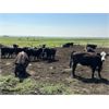 Image 3 : RJ Bart Stock Corp. - 800# Grass Heifers - 145 Head (High River, AB)