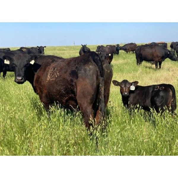 Triangle D Land & Cattle Co. - 40 Angus X 1st Calf Pairs (Hanley, SK)