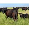 Image 1 : Triangle D Land & Cattle Co. - 40 Angus X 1st Calf Pairs (Hanley, SK)